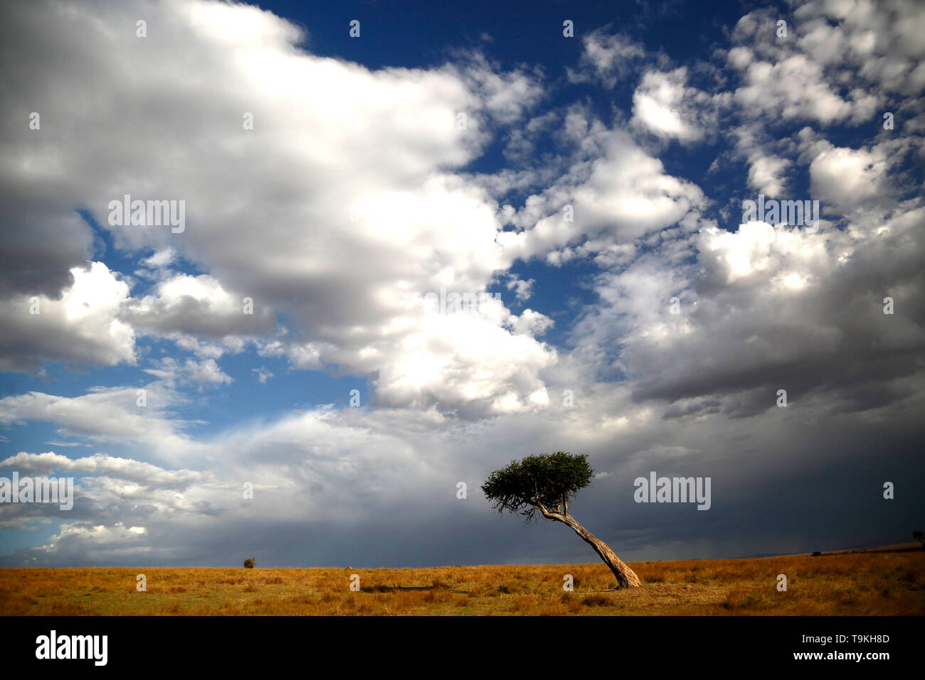 Unico albero di fronte drammatico sky Foto Stock
