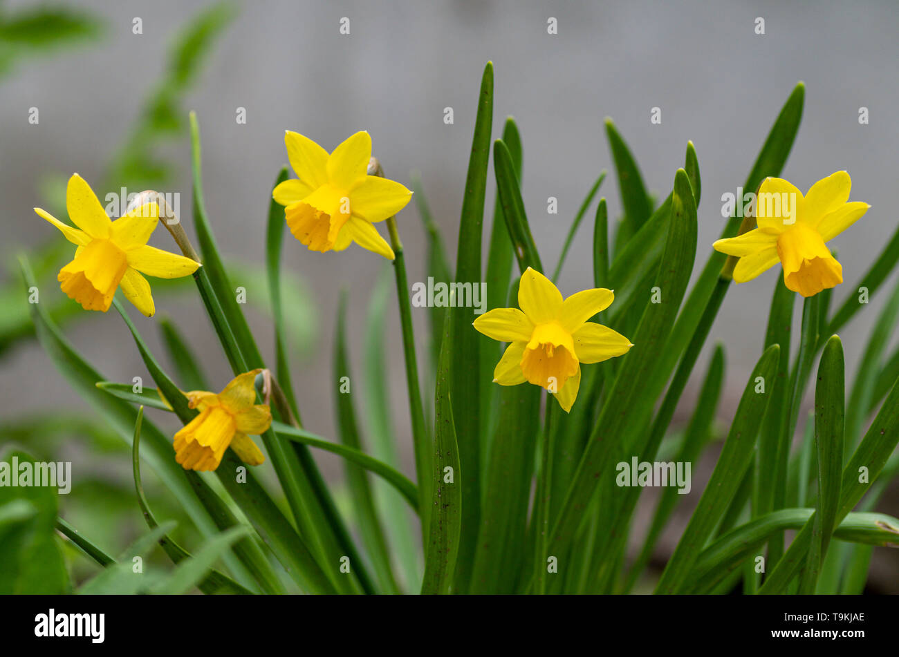 Tette a Tete narcisi in miniatura sono narcisi e sono bellezze fragrante che si diffondono naturalmente e fare grandi impianti di confine per giardini in primavera. Foto Stock