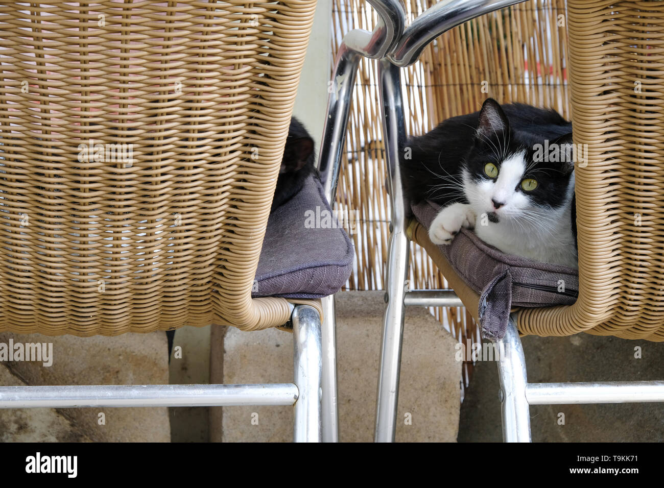 I gatti randagi in Corfu, Grecia Foto Stock