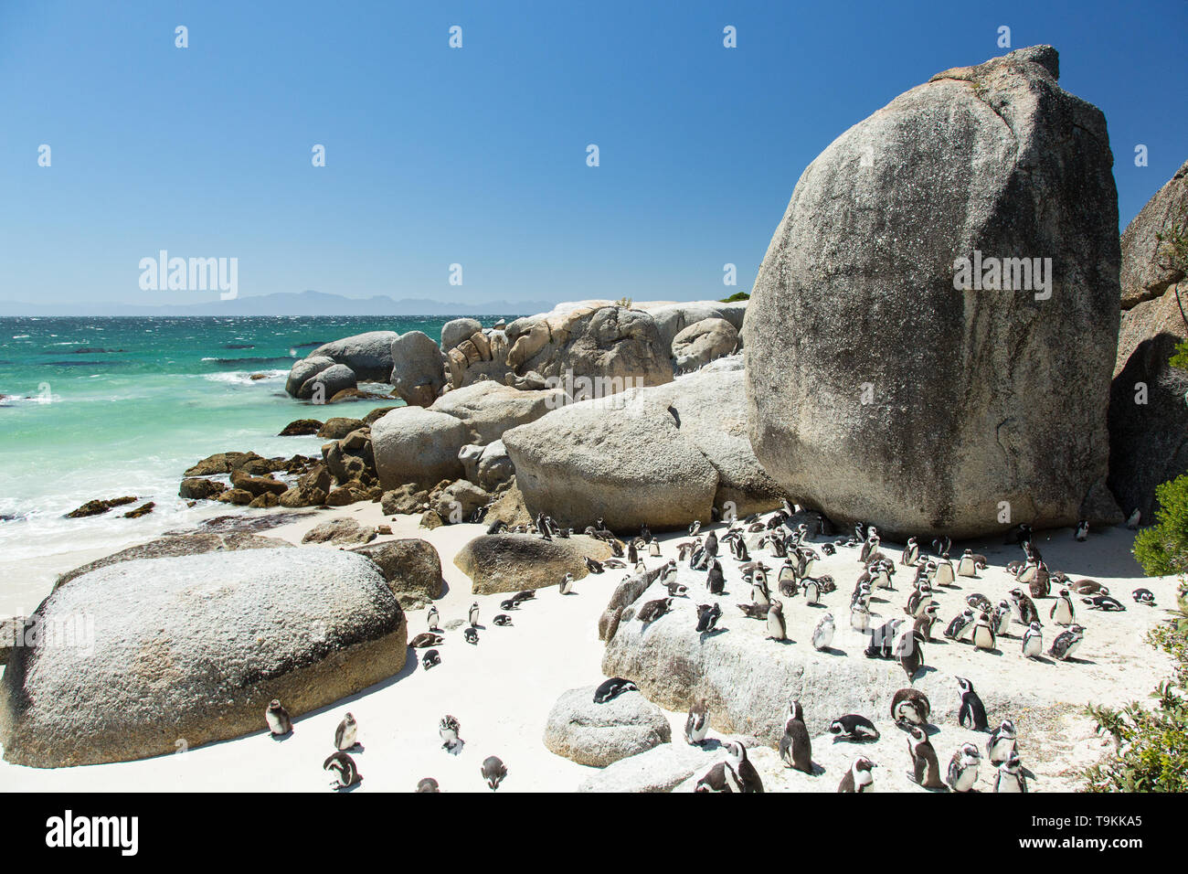 I Penguins africani su Boulders Beach a Cape Town, Sud Africa Foto Stock