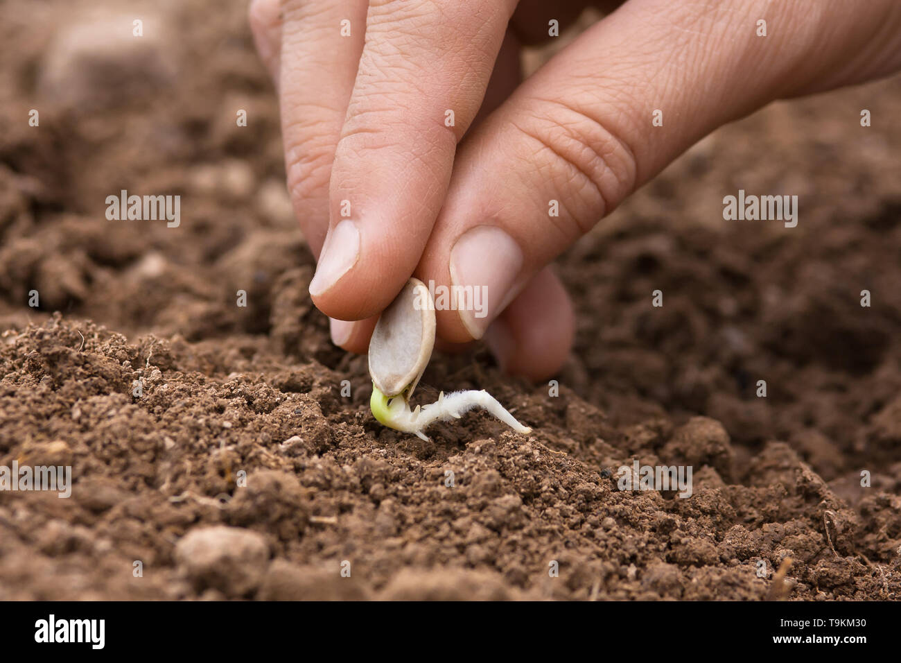 Donna mano la semina di semi germinati di midollo nel suolo in orto, primo piano Foto Stock