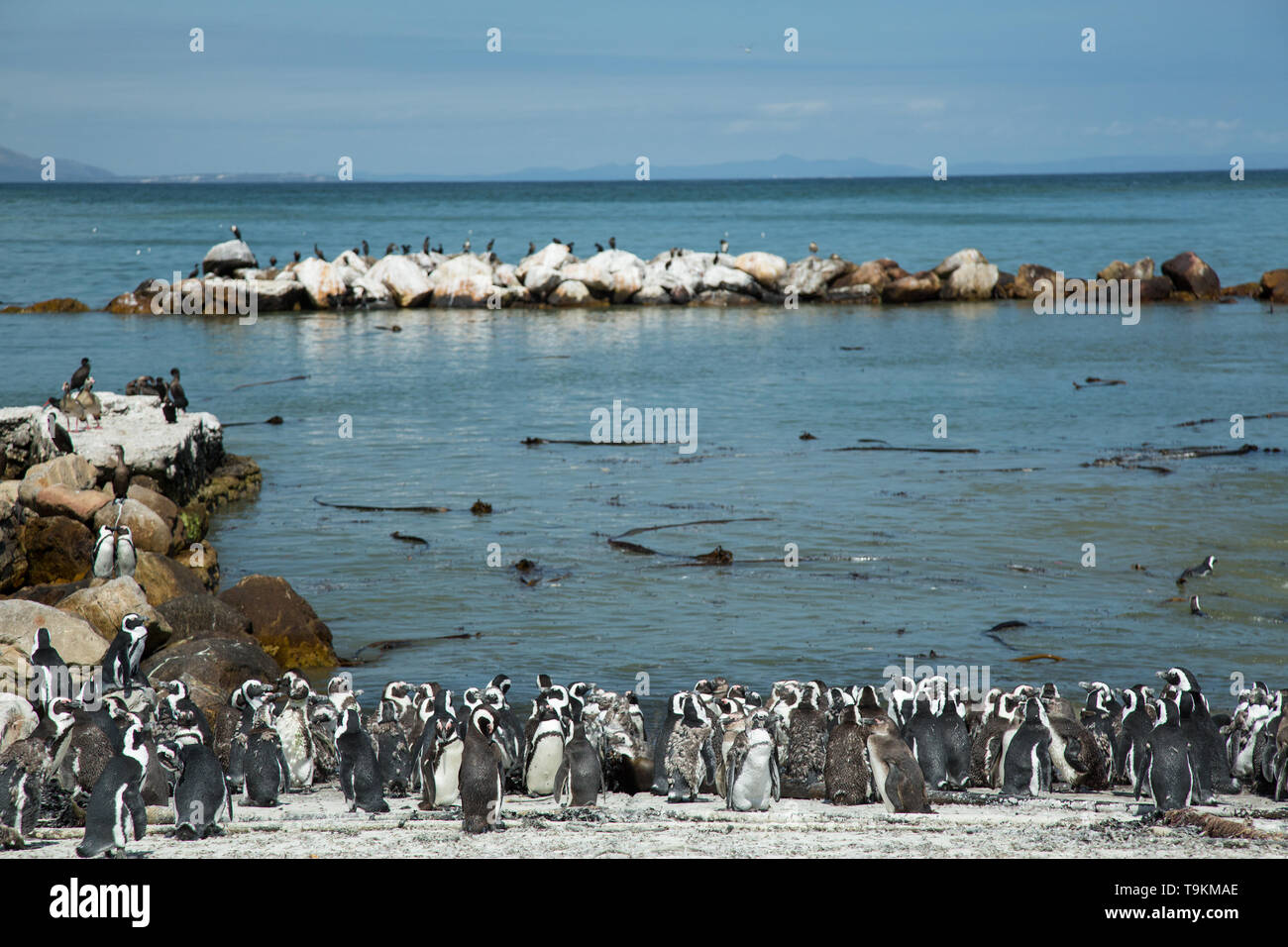 I Penguins africani a Stony Point(Betty's Bay) di Città del Capo in Sud Africa Foto Stock