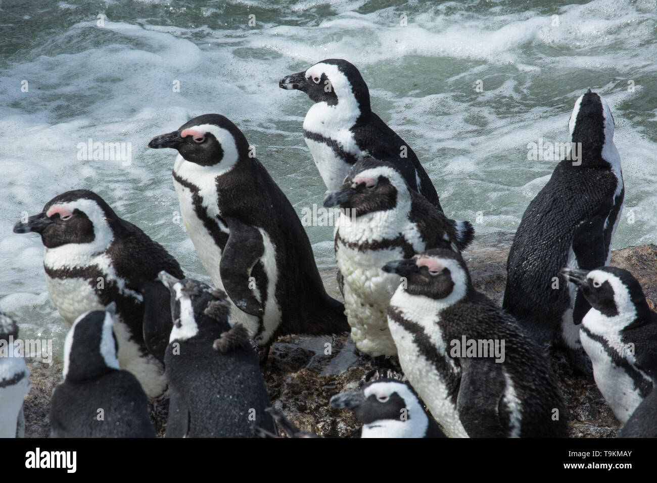 I Penguins africani a Stony Point(Betty's Bay) di Città del Capo in Sud Africa Foto Stock