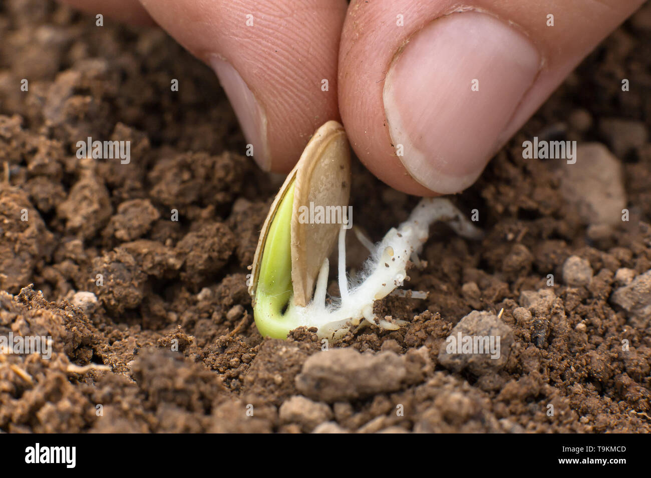 Donna mano la semina di semi germinati di midollo nel suolo in orto, primo piano Foto Stock