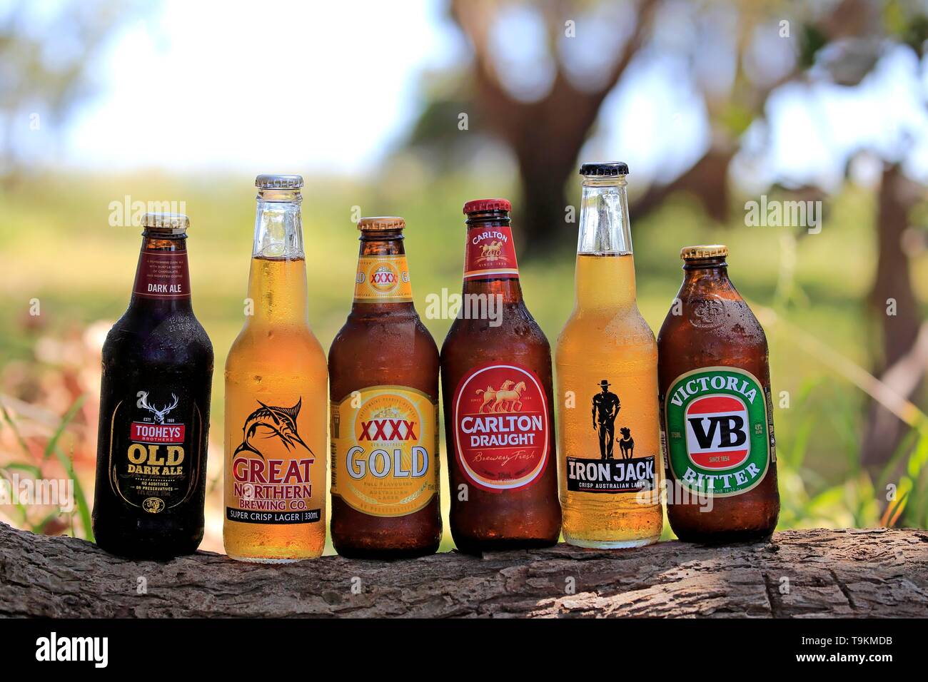Australiano di diverse marche di birra, sei bottiglie di birra da diverse fabbriche di birra sul tronco di albero, Tooheys Old Ale Scura, Great Northern Brewing Co., XXXX Foto Stock