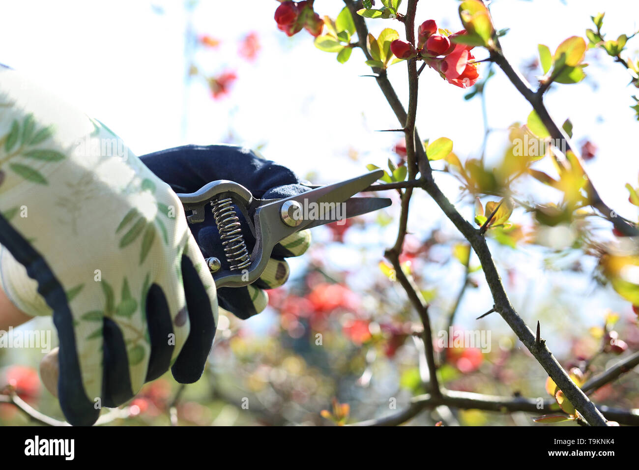 Il giardiniere potare i germogli di piante con una forbice. Foto Stock
