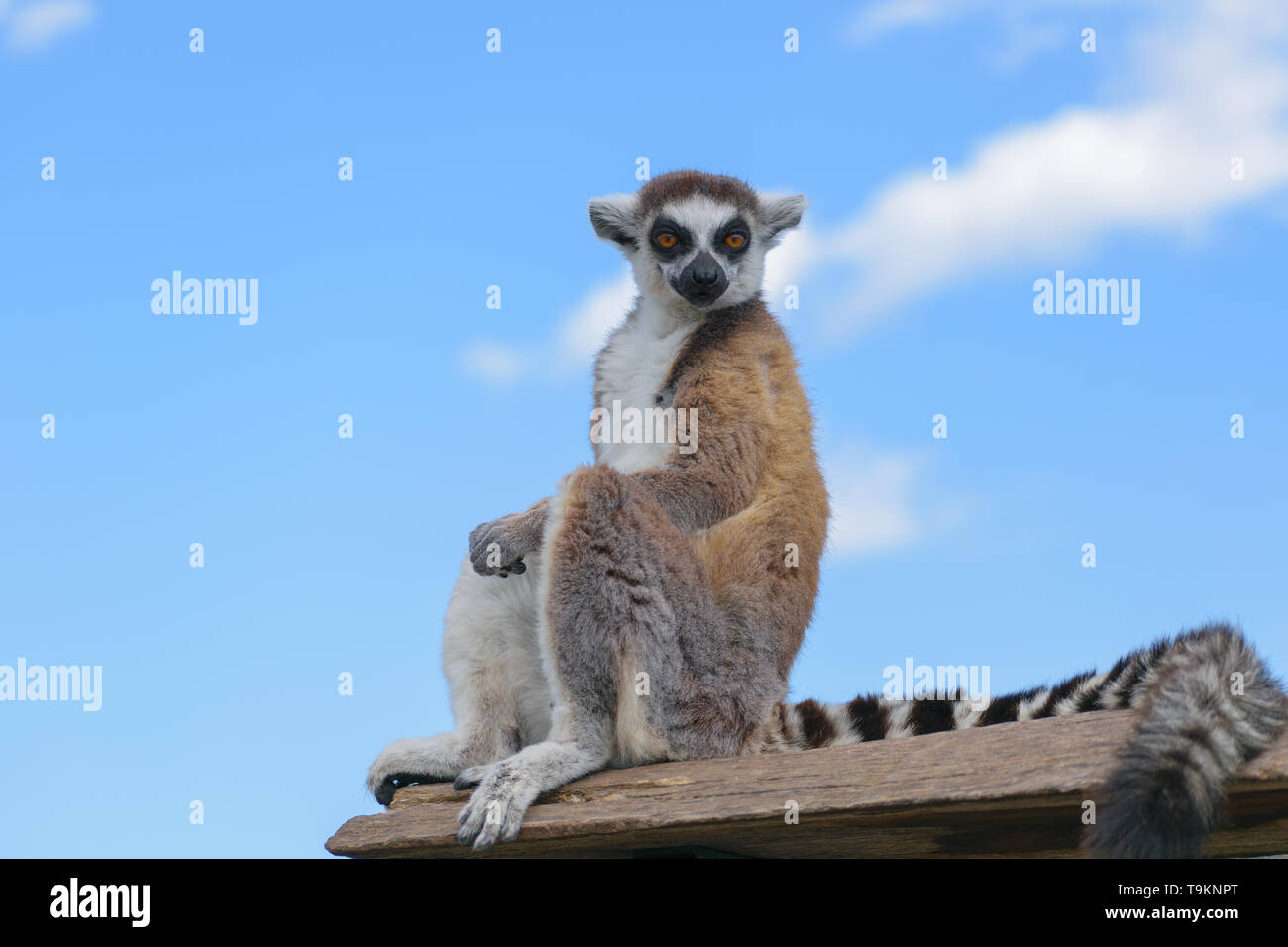 Anello lemure codato (Lemur catta) Foto Stock