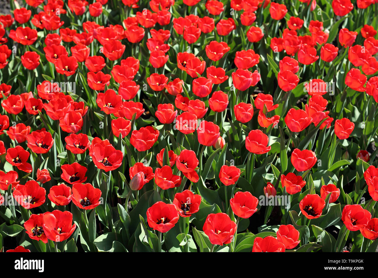 Le piantagioni di tulipani rossi. Fiori che sbocciano. Fiori di Primavera Foto Stock