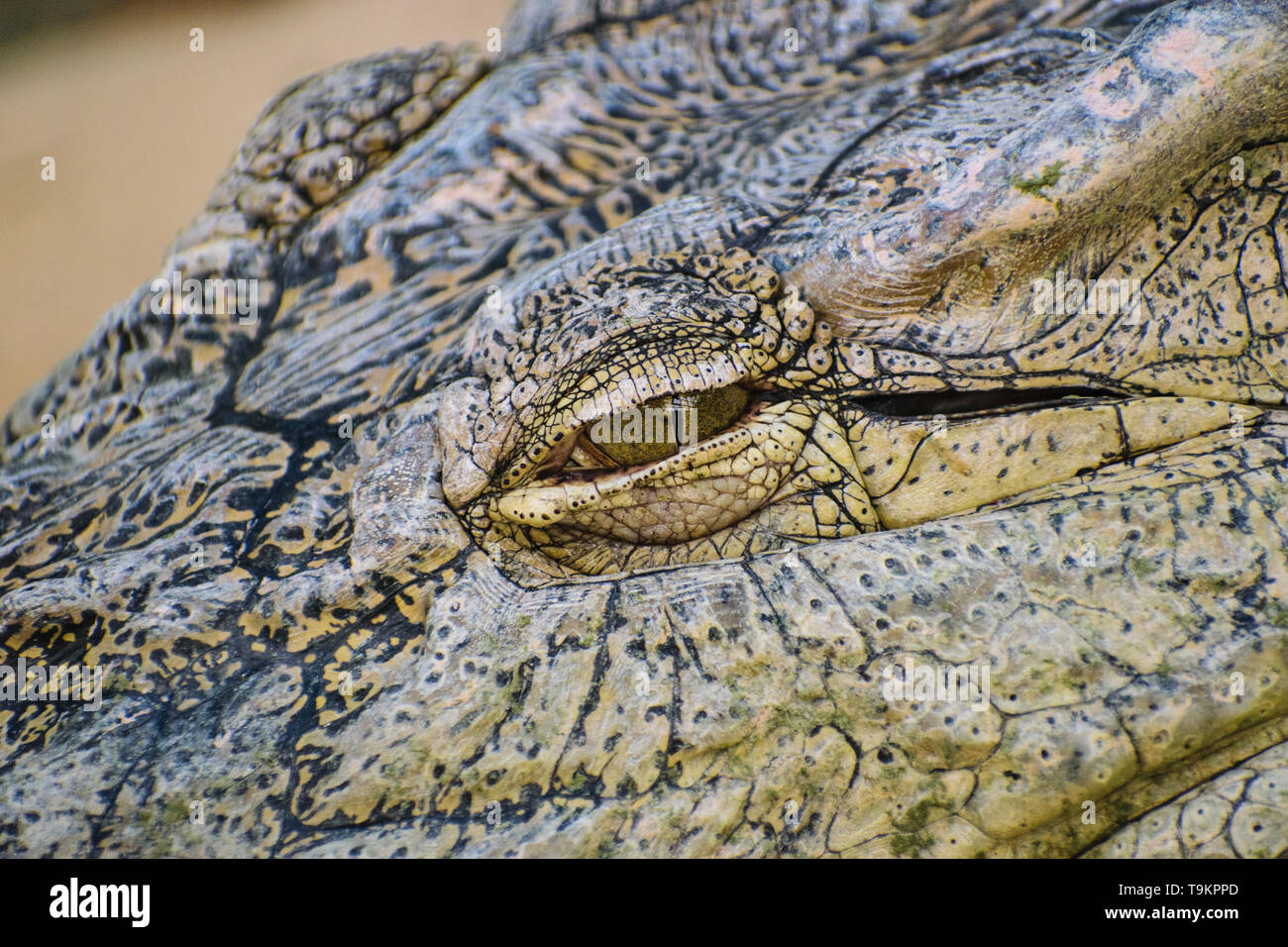 Coccodrillo del Nilo (Crocodylus niloticus) occhio particolare Foto Stock