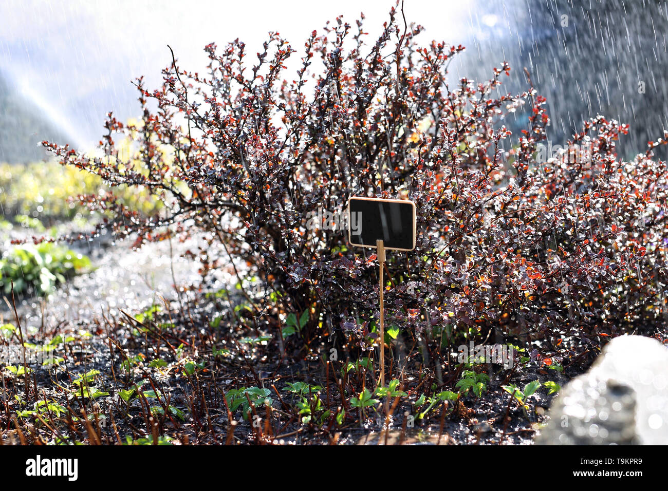 Arbusti di irrigazione nel giardino, viola la boccola in gocce di pioggia. Foto Stock