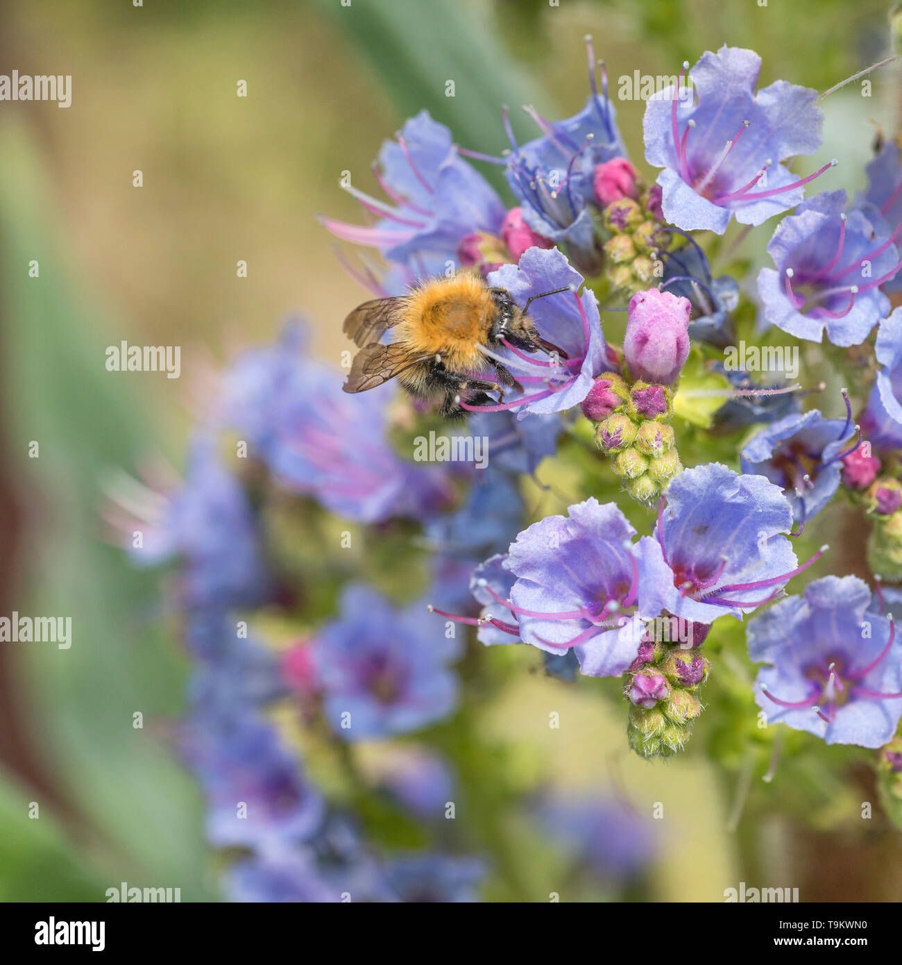 Credeva di essere un comune carda Bee / Bombus pascuorum rovistando su un blu fiore Echium. Api mellifere concetto. Foto Stock