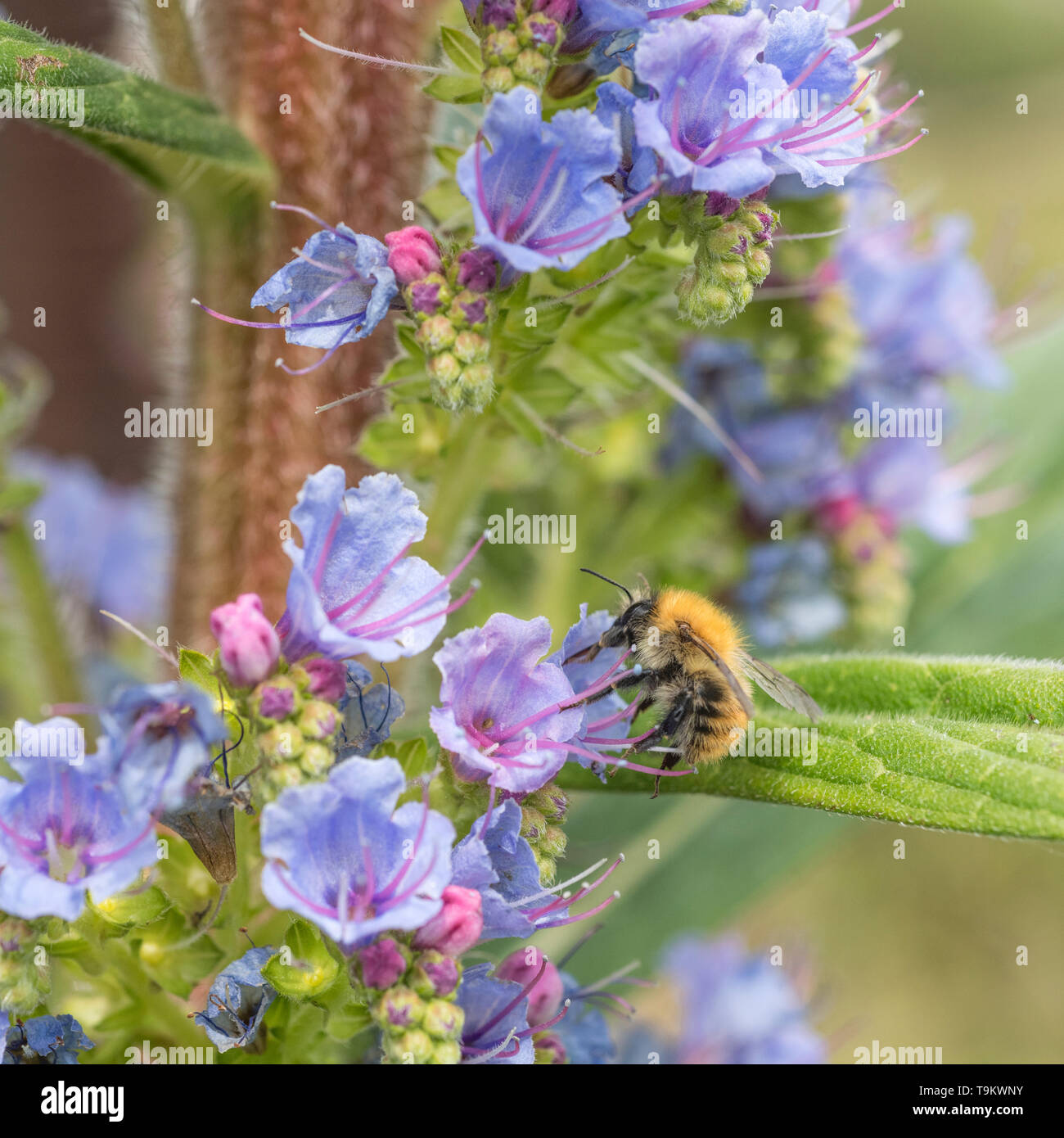Credeva di essere un comune carda Bee / Bombus pascuorum rovistando su un blu fiore Echium. Api mellifere concetto. Foto Stock