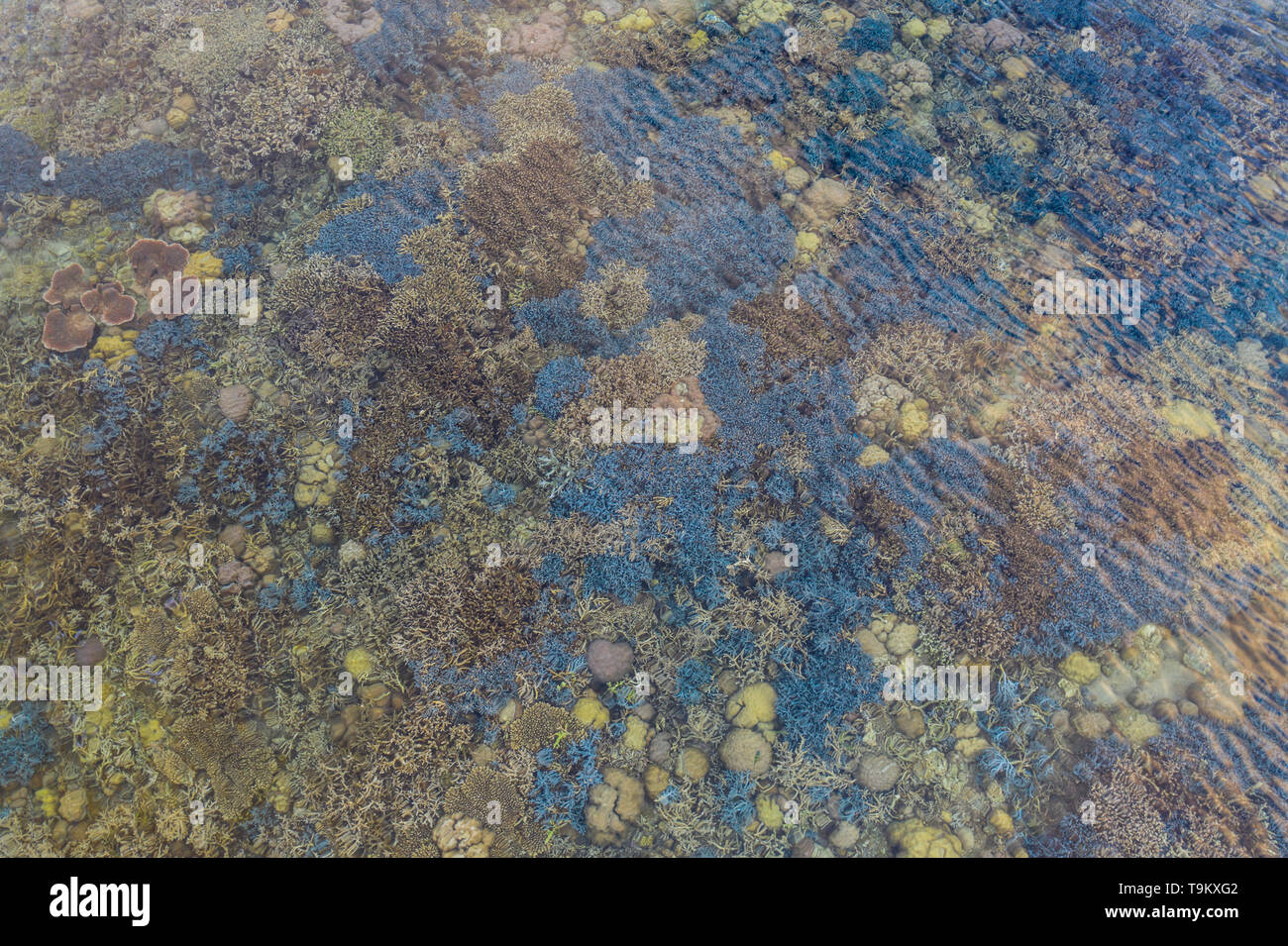 Visto da un punto di vista aereo, coralli fragili crescere in estremamente bassi fondali nel Parco Nazionale di Komodo, Indonesia. Foto Stock