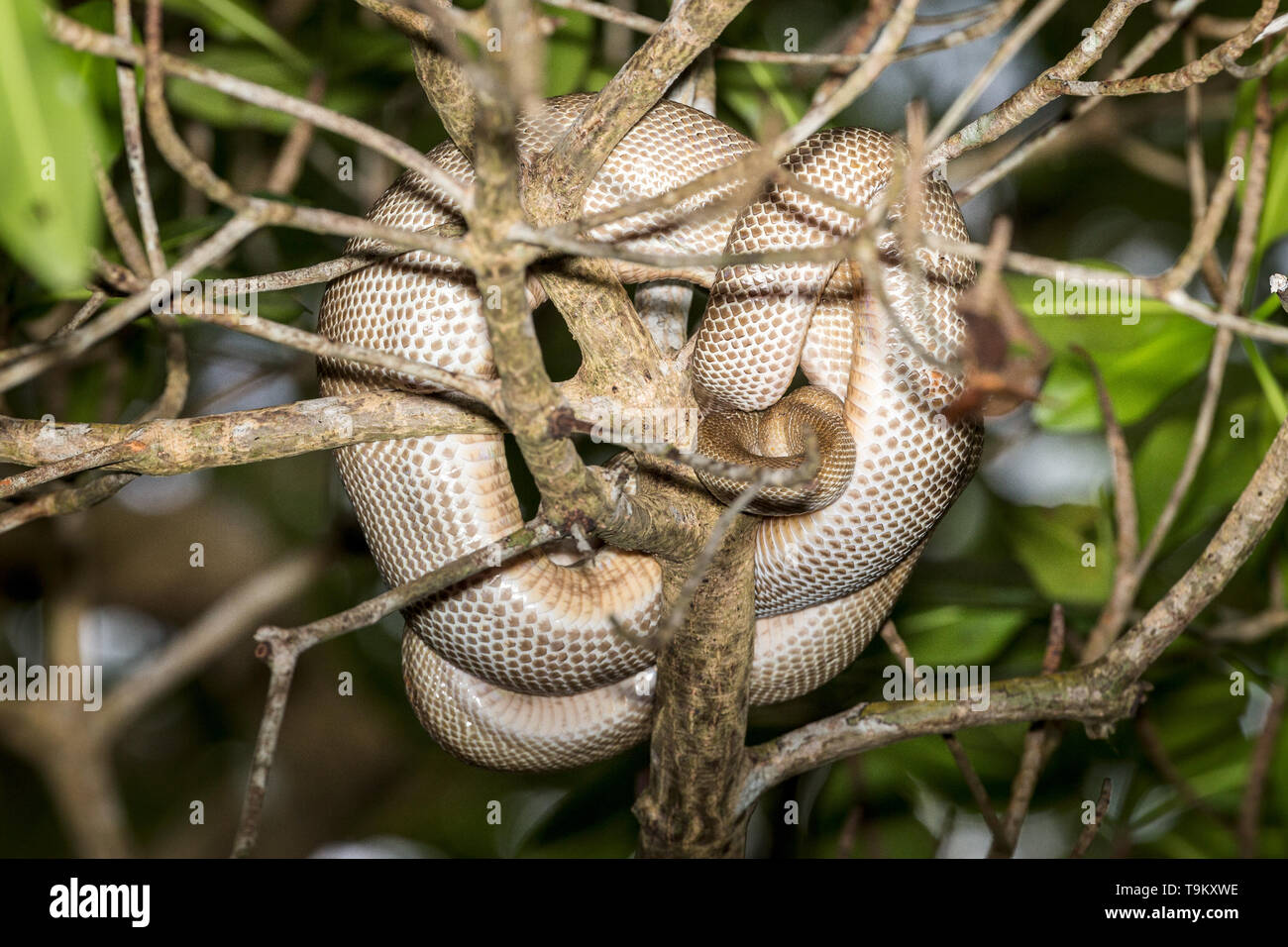 Boa constrictor, snake, Caroni Swamp riserva faunistica, Trinidad e Tobago Foto Stock
