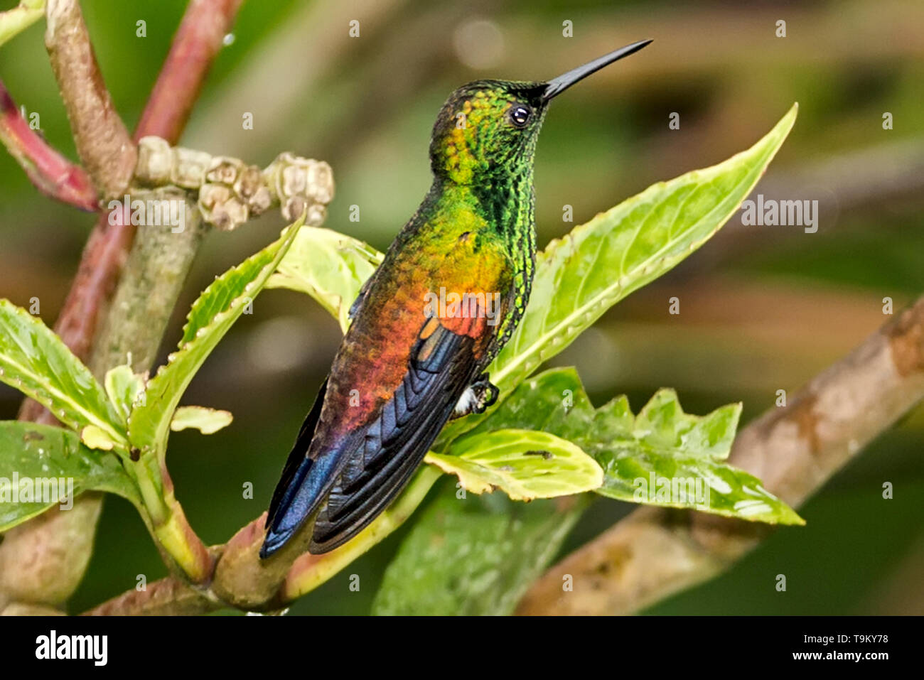 Rame-rumped Hummingbird, Amazilia tobaci, Asa Wright Riserva naturale, di Trinidad e Tobago Foto Stock