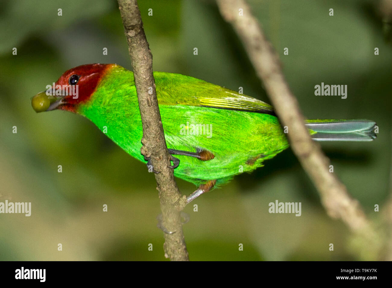 Bay-headed, tanager Tangara gyrola, Asa Wright Riserva Naturale, Trinindad, con chicco di caffè, Trinidad e Tobago Foto Stock