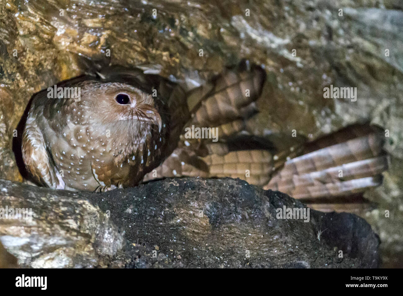 Oilbird, Steatornis caripensis, in una grotta, Asa Wright Riserva Naturale, Trinidad, Trinidad e Tobago Foto Stock