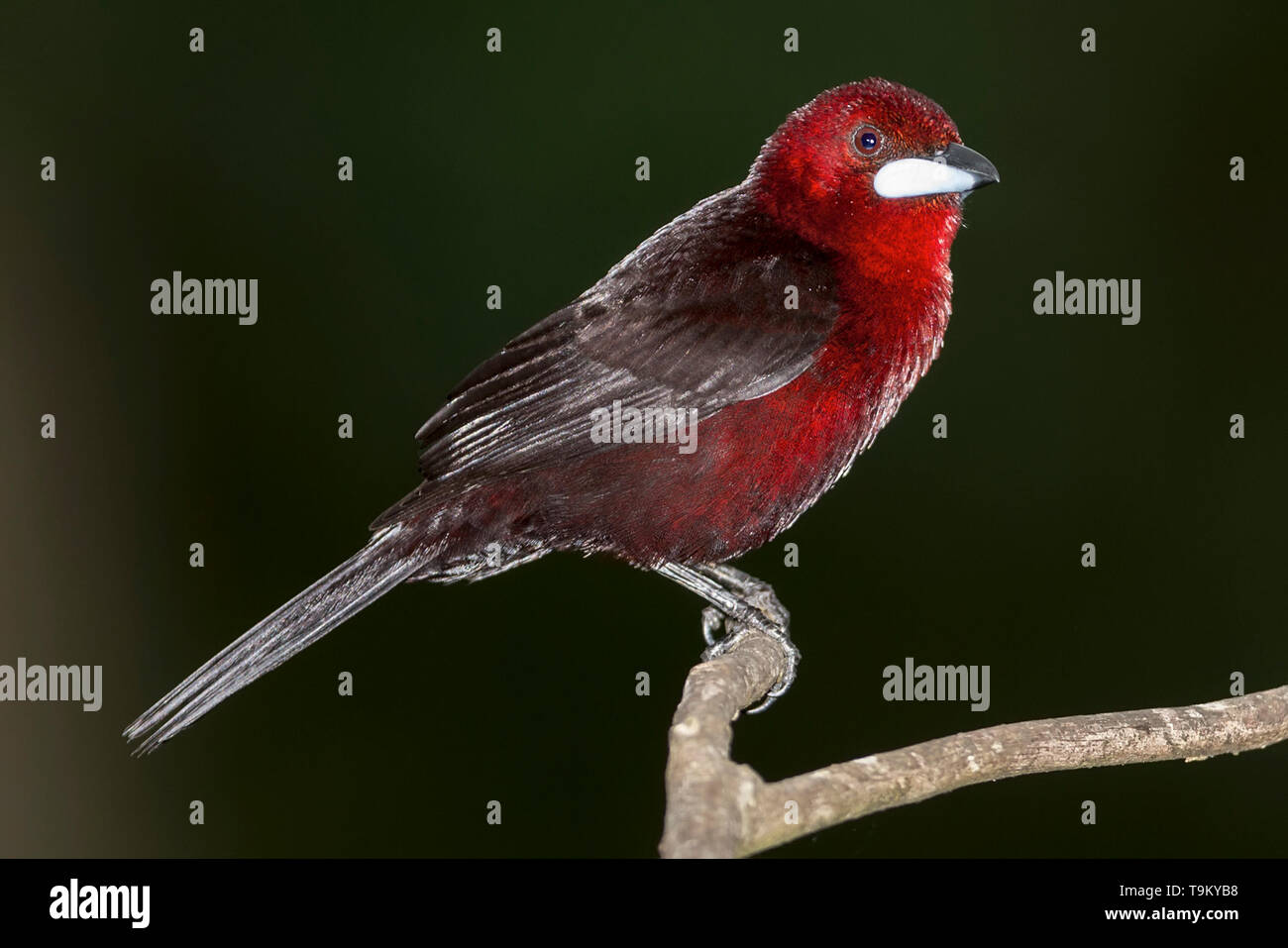 Argento-becco, tanager Ramphocelus carbo, Asa Wright Riserva Naturale, Trinindad, Trinidad e Tobago Foto Stock