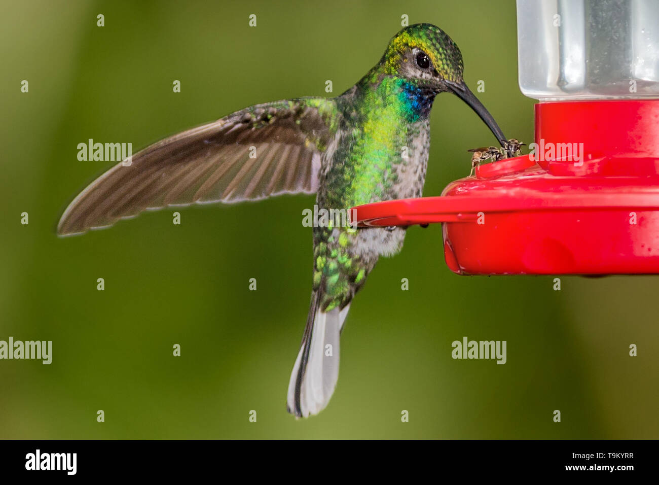 Femmina, bianco-giacobina a collo alto, Hummingbird, Florisuga mellivora, su alimentatore, Asa Wright Riserva Naturale, Trinidad e Tobago, la condivisione di nettare con miele b Foto Stock