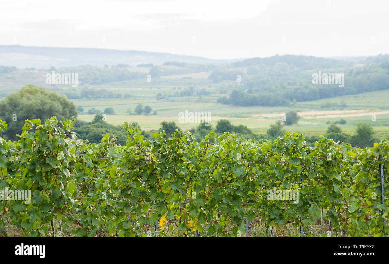 Foglie verdi in vigna Foto Stock