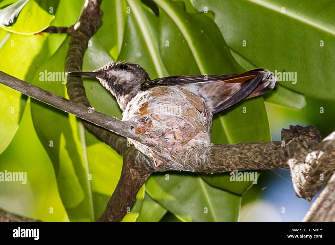 Femmina, Ruby-topaz hummingbird, Chrysolampis mosquitus, sul nido , Tobago Trinidad e Tobago Foto Stock