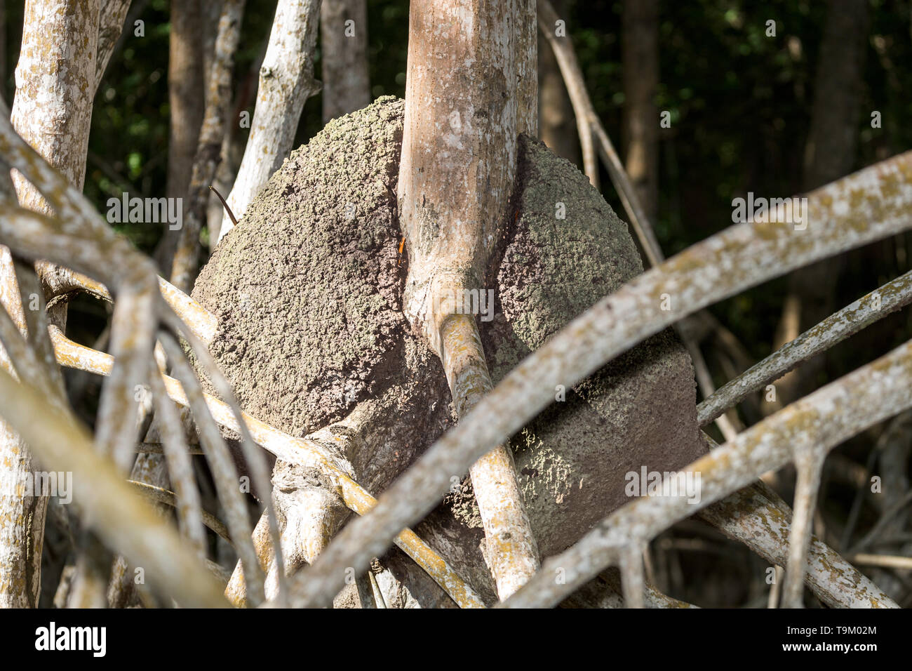Essenze arboree Termite nido, palude di mangrovie, Tobago Trinidad e Tobago Foto Stock