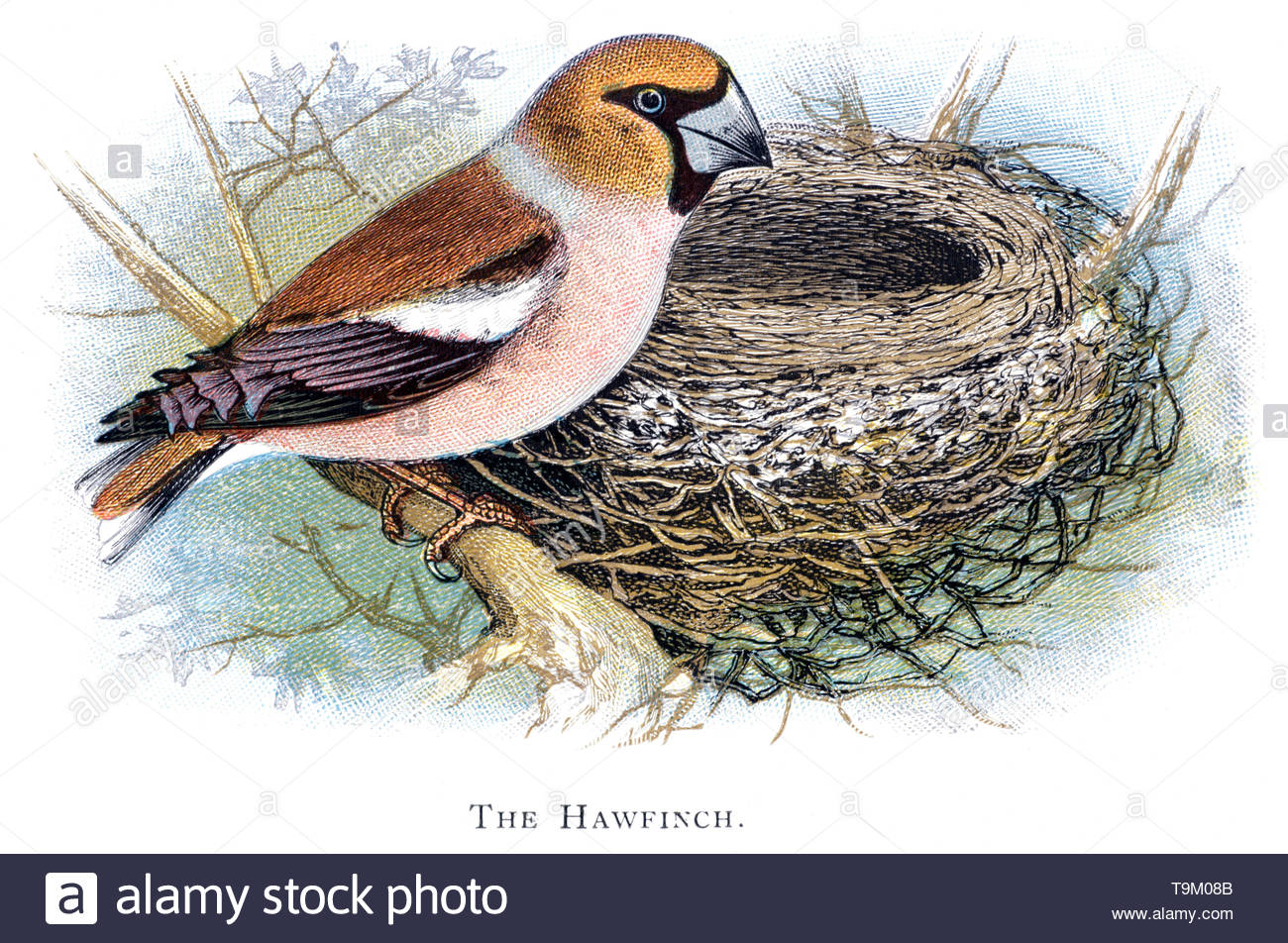 Hawfinch (Coccothraustes coccothraustes) a nido, illustrazione vintage pubblicato in 1898 Foto Stock