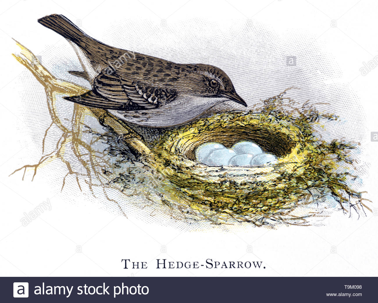 Hedge Sparrow (Prunella modularis) a nido con uova, illustrazione vintage pubblicato in 1898 Foto Stock