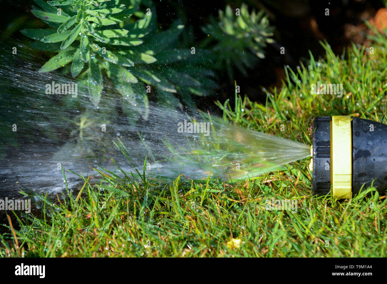 Tubo flessibile di irrigazione sprinkler giardino prato e letto di fiori Foto Stock