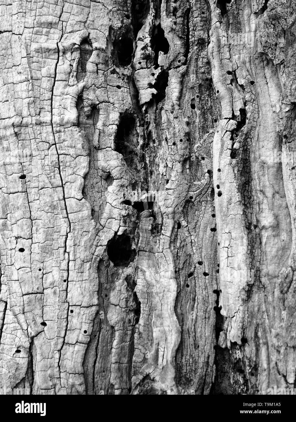 Close up che mostra la struttura della corteccia di un vecchio albero situato in Mont Royal Park, Montreal, in Quebec, Canada Foto Stock