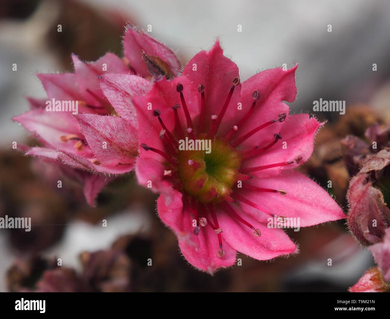 Close up deep pink fiori su galline e polli succulenta pianta di giardino Foto Stock