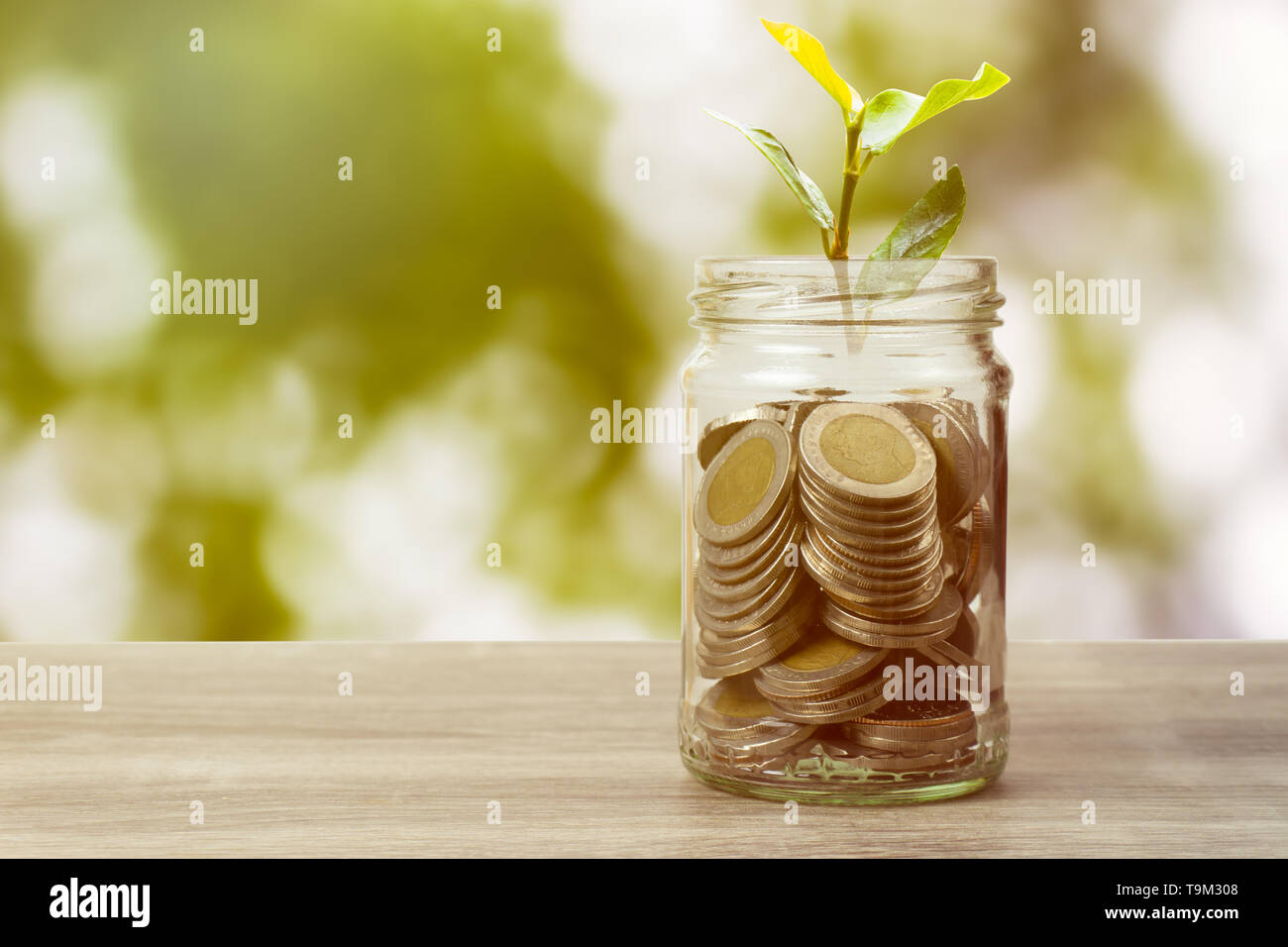 Di risparmio e di investimento concetto. Pianta che cresce su monete in barattolo sulla tavola sulla natura verde dello sfondo. Risparmio di denaro per gli investimenti e aumentando financia Foto Stock