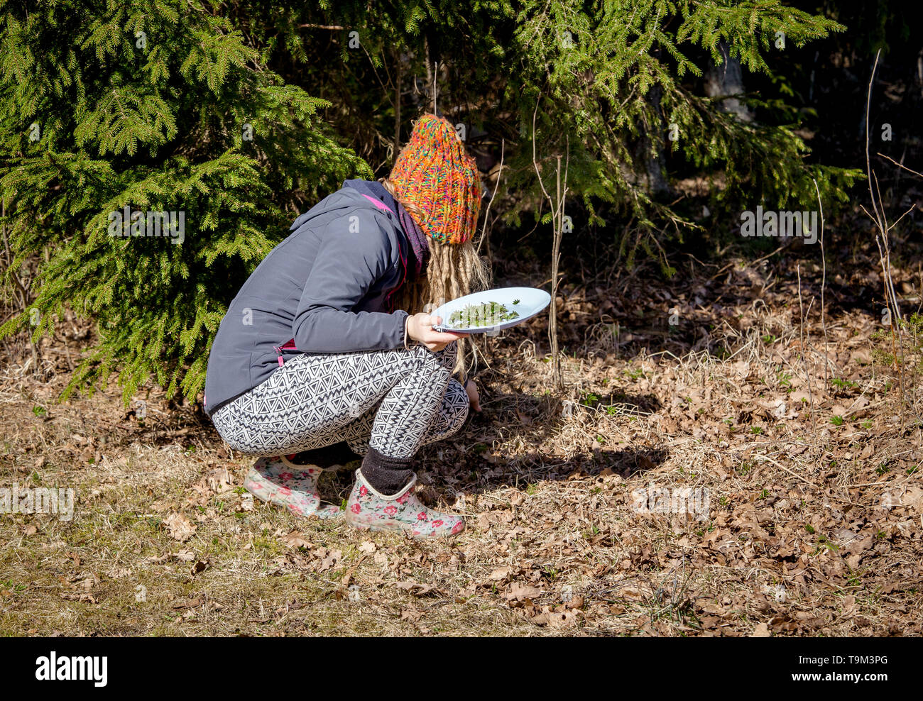 Persona che raccoglie giovani foglie di goutweed fresche per il cibo in natura in primavera, Nord Europa. Egopodium podagraria comunemente chiamato sambuco. Foto Stock