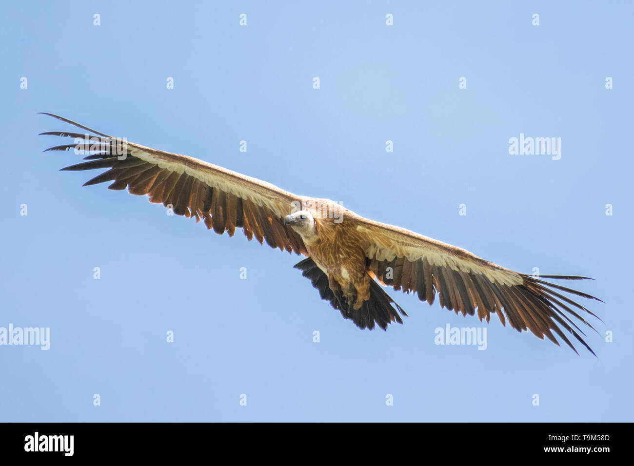 Grifone (Gyps rueppellii) in volo con un bel cielo blu. Grosso avvoltoio sorvolano. La Georgia Foto Stock