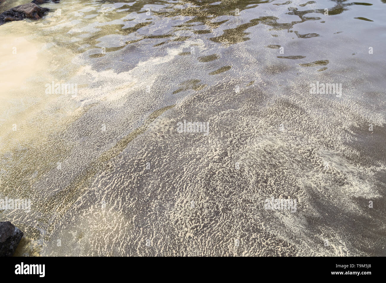 Superficie dell'acqua coperti con il polline in Finlandia in primavera, visto dall'alto. Foto Stock