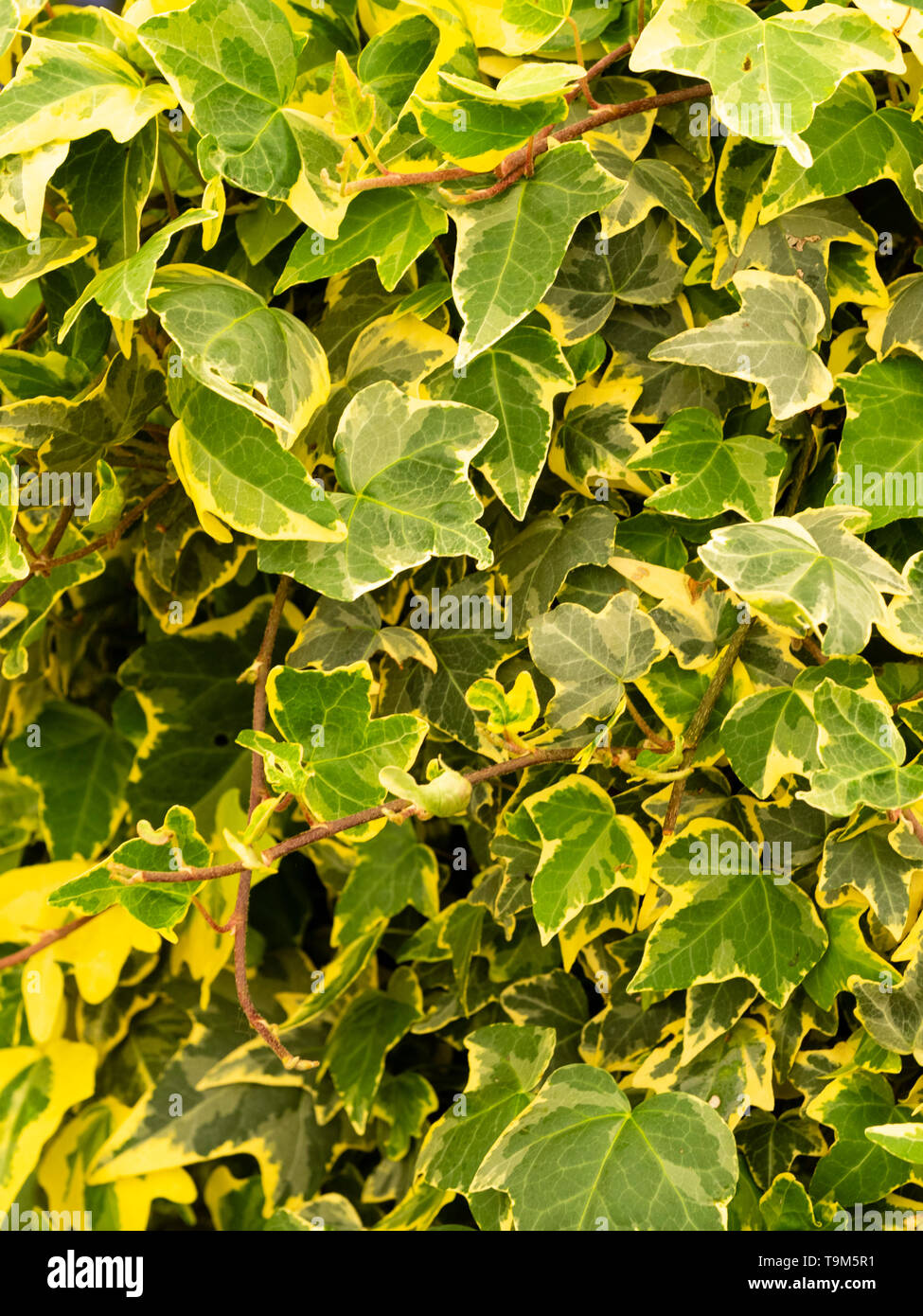 Giallo fogliame variegato di hardy ornamentali, edera Hedera helix 'Golden Esther' Foto Stock