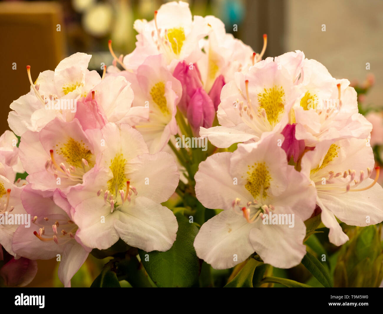 Grandi fiori della tarda primavera rosa lavato i fiori bianchi del Catawba rosebay varietà, Rhododendron catawbiense 'Album' Foto Stock