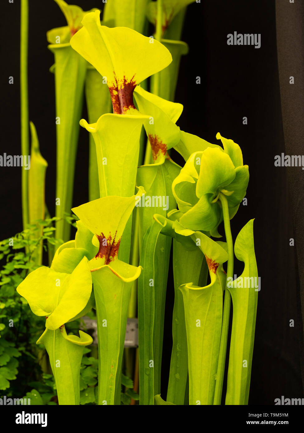 Tall brocche con red spotted cappe e verde fiore dei carnivori American pianta brocca, Sarracenia flava var. rugelii Foto Stock