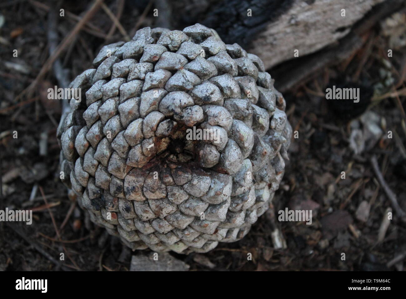 Pigna la presentazione della serie di Fibonacci Foto Stock