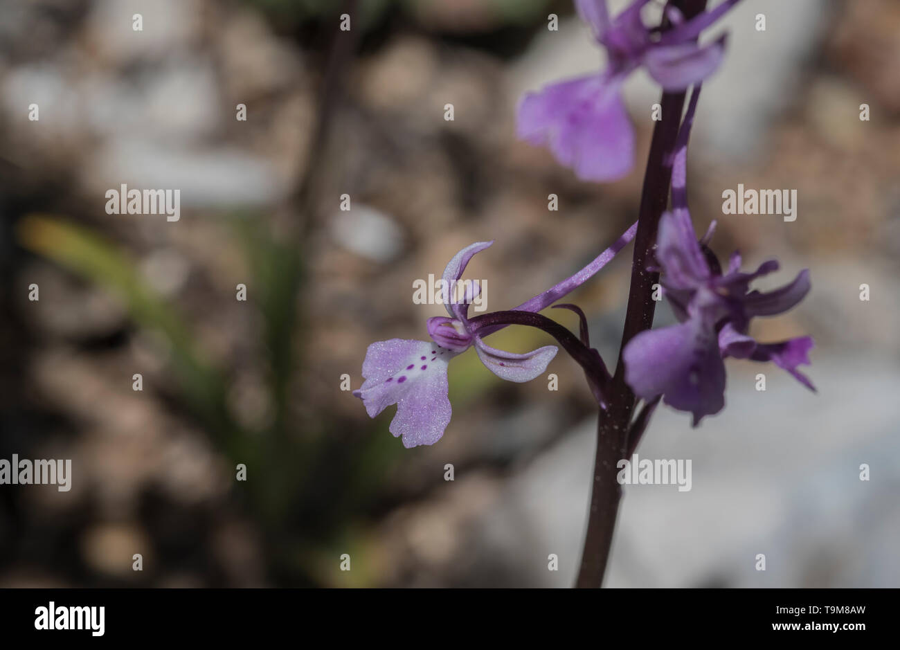 Dei Fiori di orchidea anatolica (Orchis anatolica) Foto Stock