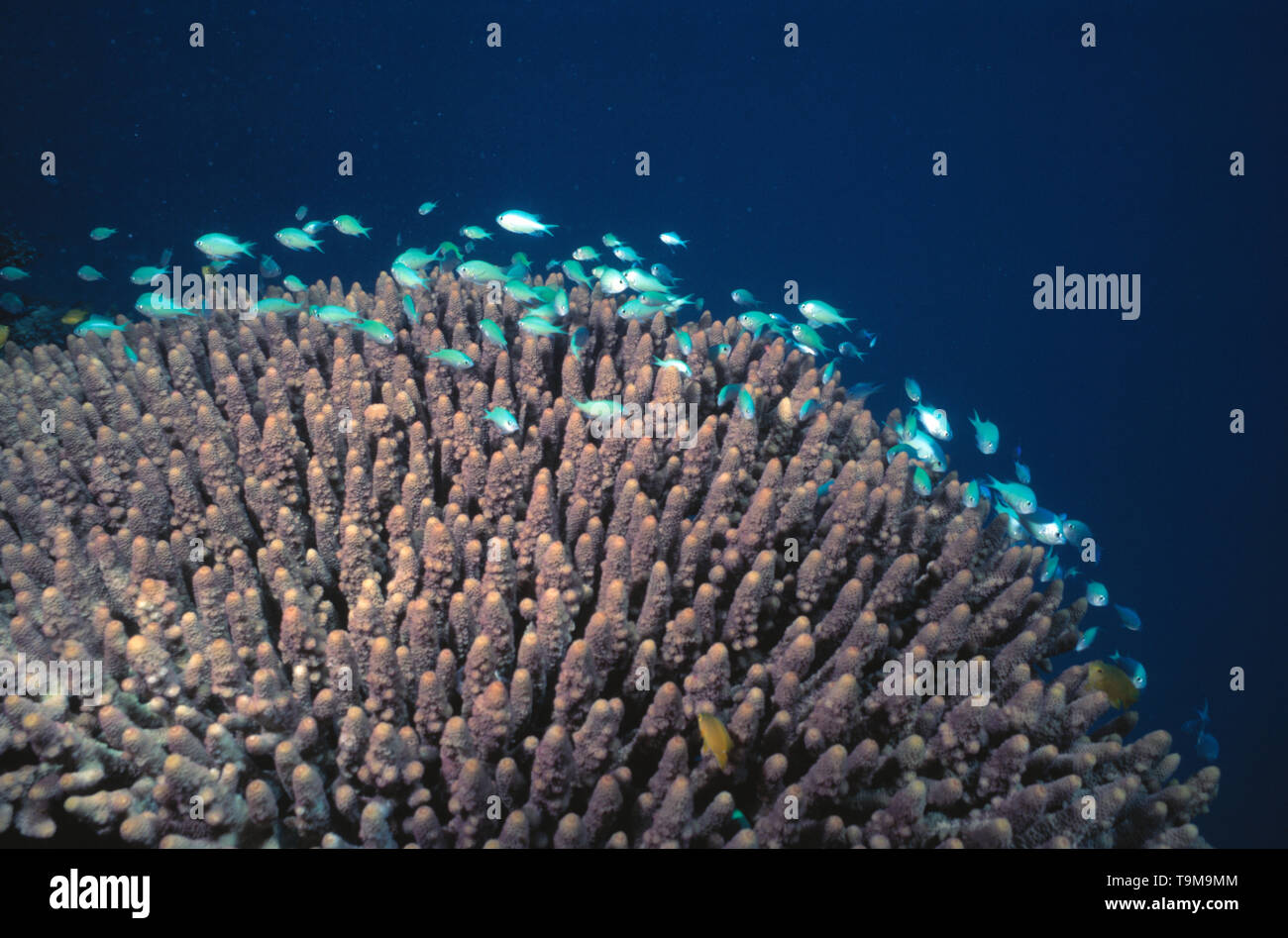 Australia. Queensland. Grande Barriera Corallina. Vista subacquea con Blue Damsel pesci e coralli Staghorn. Foto Stock