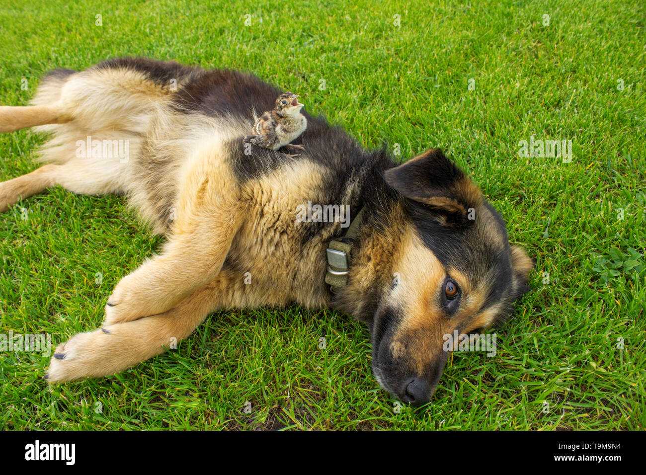 Un cane e un uccello. Fagiano chick seduto su un cane. L'amicizia tra animali. Foto Stock