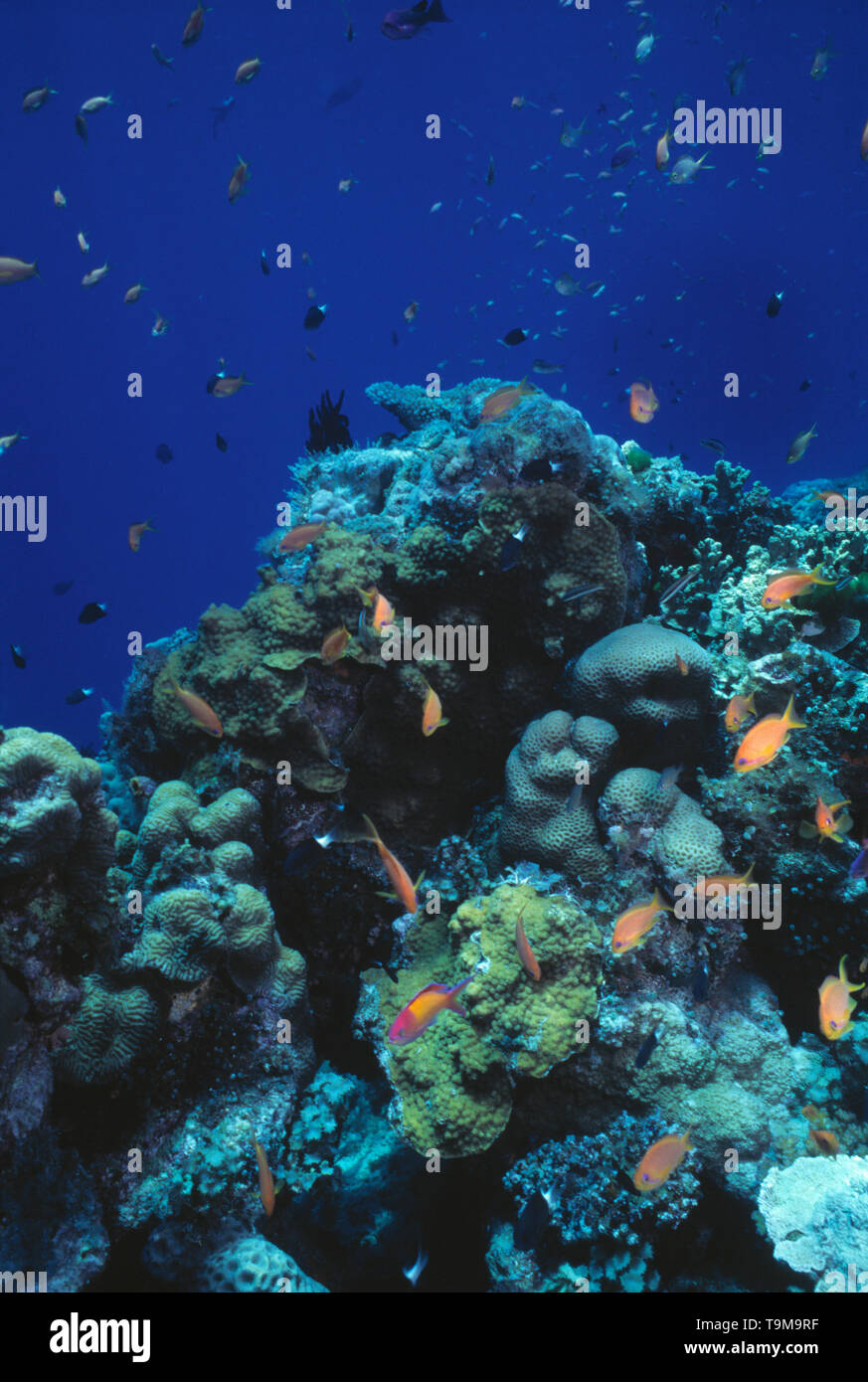 Australia. Queensland. Grande Barriera Corallina. Lodestone Reef. Vista subacquea con coralli duri e la fanciulla di pesce. Foto Stock