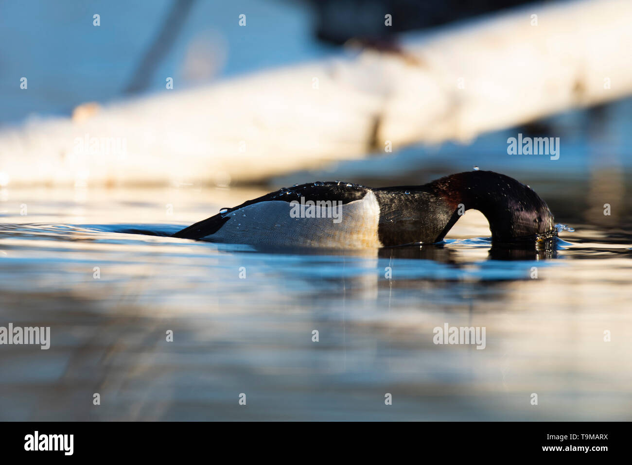 Un Anatra Ringnecked sulla zona umida a molla Foto Stock