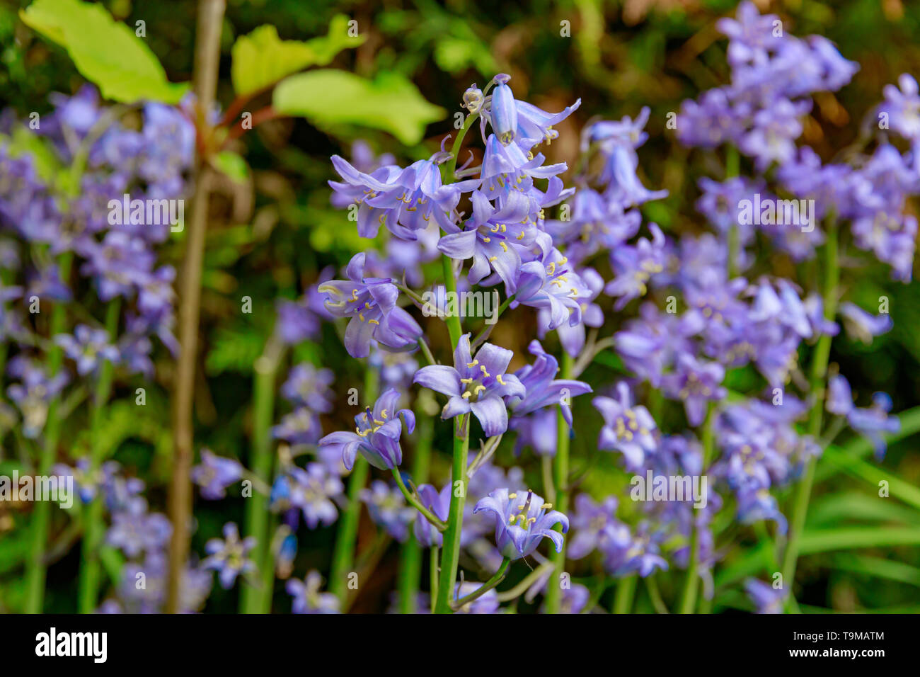 Primo piano di Spring Bluebells Hyacinthoides non-scripta in fiore Foto Stock