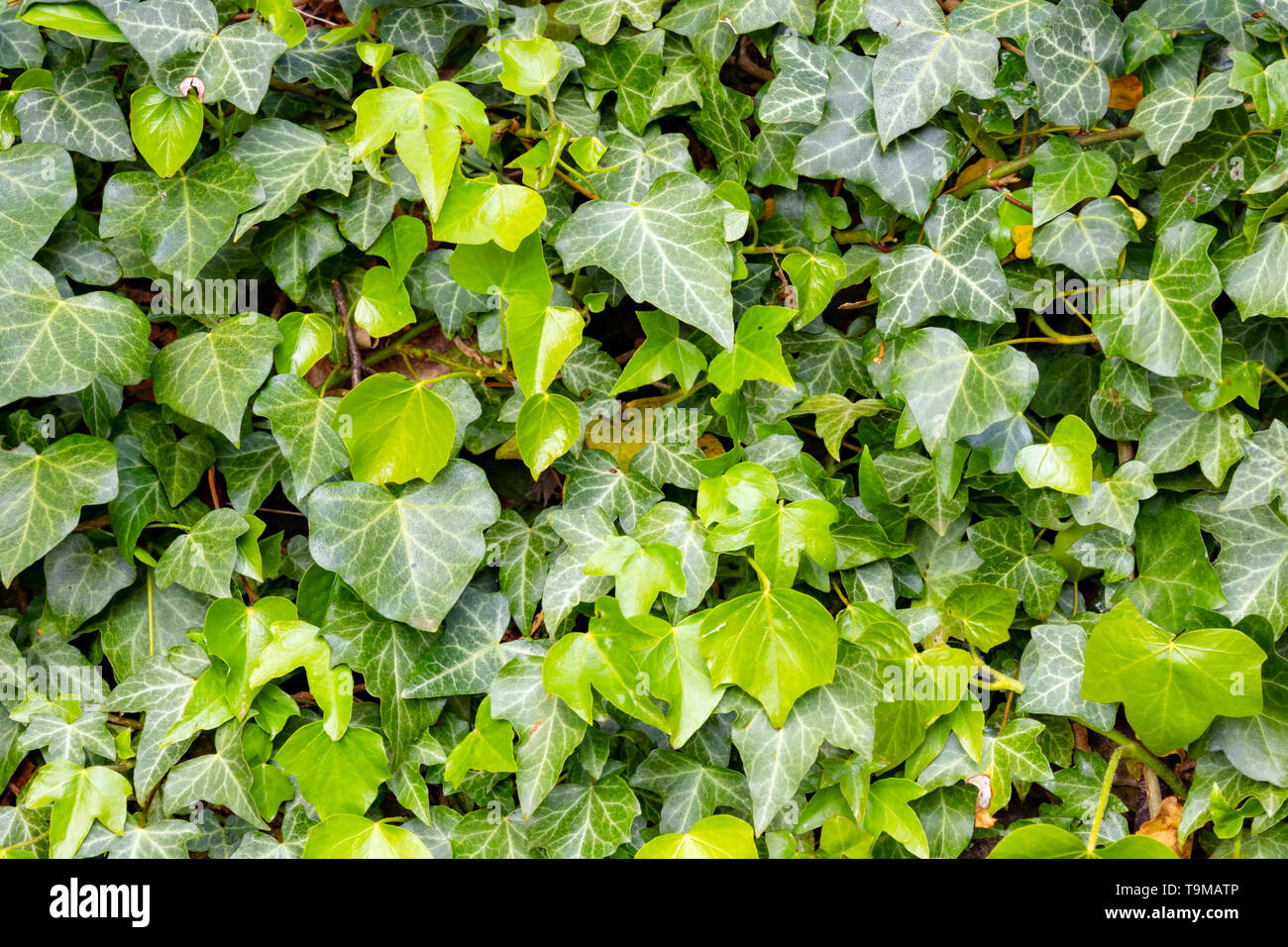 Una coperta di edera soffocamento un vecchio muro Foto Stock