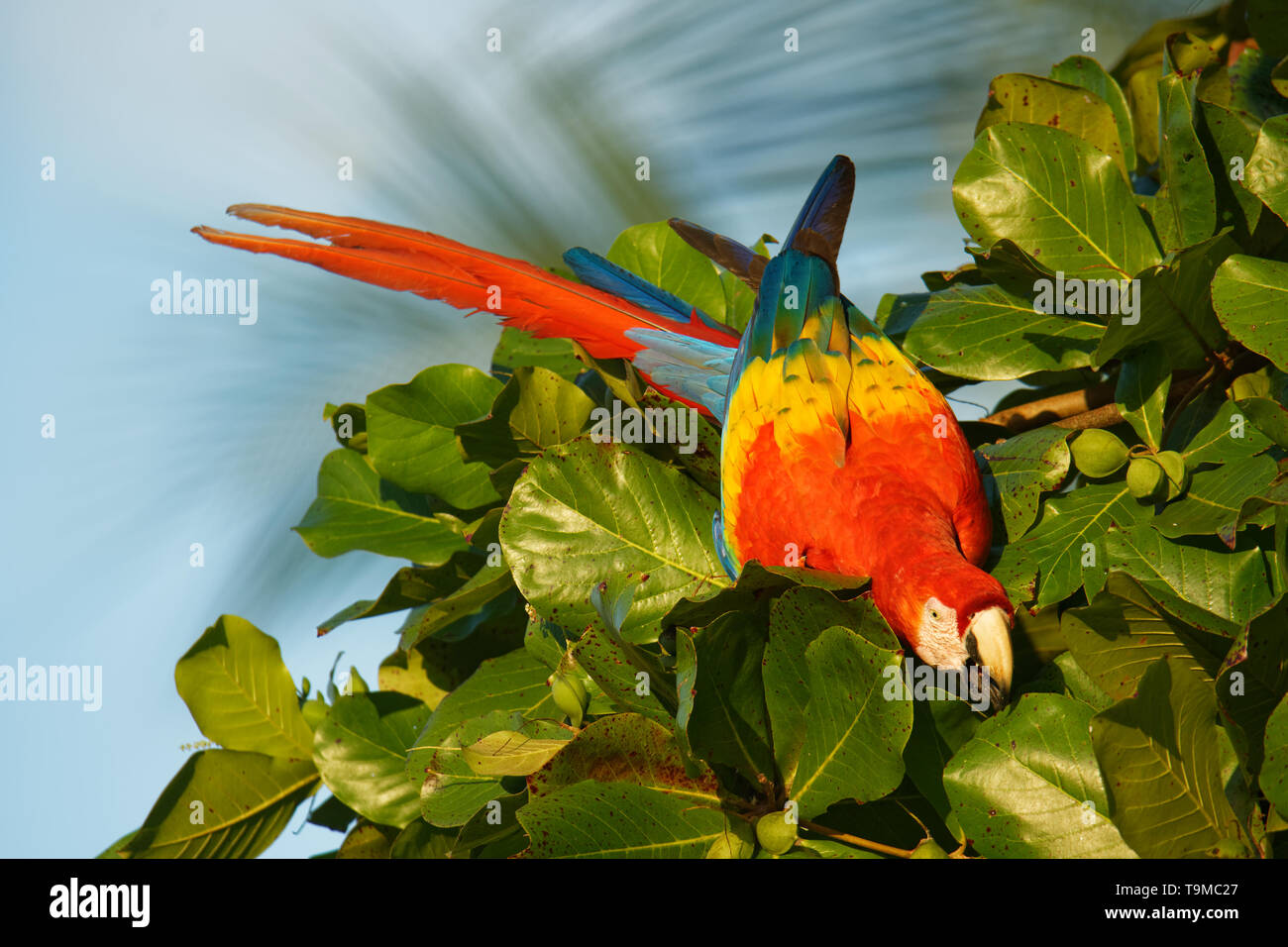 Scarlet Macaw - Ara macao grande rosso, giallo e blu e Centrale Sud Americana parrot, nativo di foreste umide tropicali del Centro e Sud Americ Foto Stock
