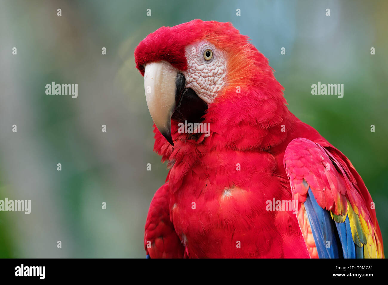Scarlet Macaw - Ara macao grande rosso, giallo e blu e Centrale Sud Americana parrot, nativo di foreste umide tropicali del Centro e Sud Americ Foto Stock