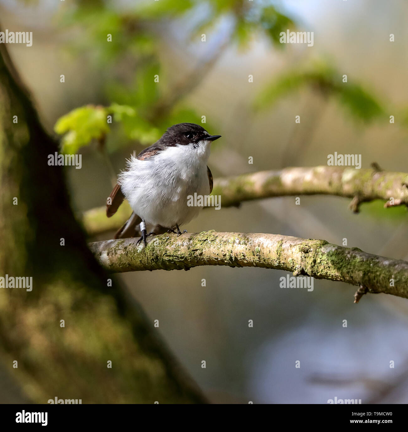 Pied Flycatcher (Ficedula hypoleuca) Foto Stock