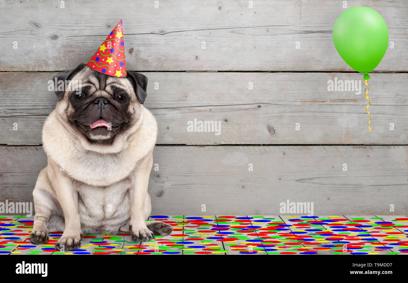 Frolic sorridente festa di compleanno pug dog con coriandoli e palloncino, seduti celebrando, sul vecchio backgrond in legno Foto Stock